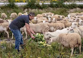 La viruela ovina sigue dando coletazos con un nuevo foco en una explotación de Cuenca