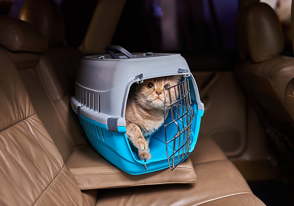 Fotografía de un gato en un transportín