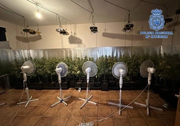 Cuatro detenidos por tráfico de marihuana y defraudación de fluido eléctrico en Bargas y Magán