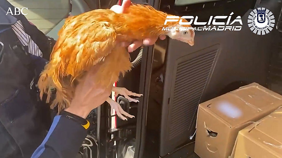 Uno de los animales rescatados por la Policía Municipal