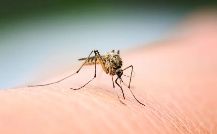 Cómo ahuyentar a los mosquitos de casa: los mejores trucos y remedios caseros