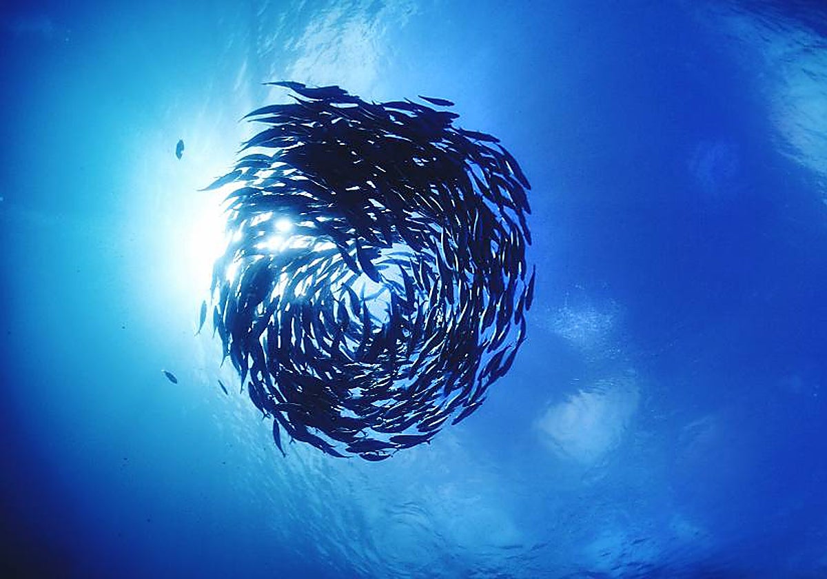 Imagen de un banco de peces en el océano