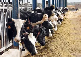 El Gobierno restringe el movimiento de ganado bovino en Castilla y León por el riesgo de contagio de tuberculosis