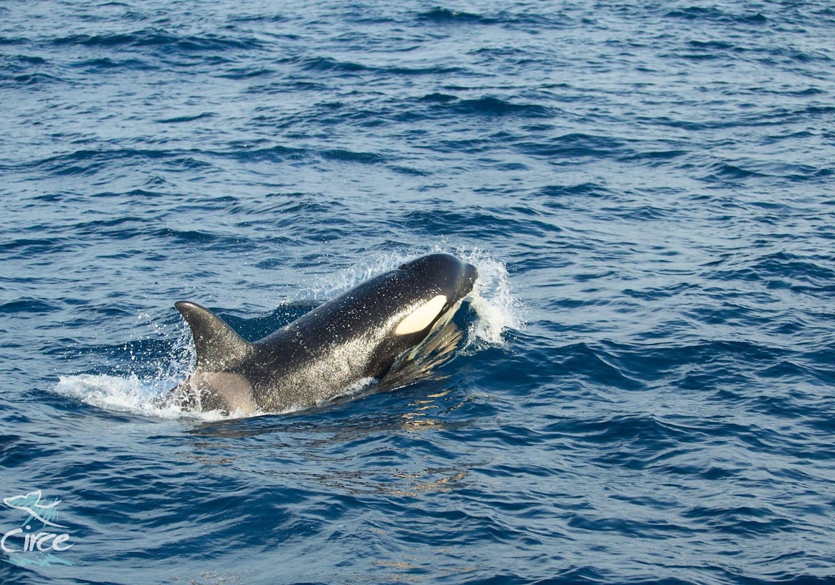Una de las orcas que frecuentan el Estrecho de Gibraltar