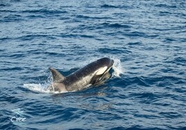 Científicos vigilan vía satélite a las orcas del Estrecho de Gibraltar y Galicia para prevenir sus ataques