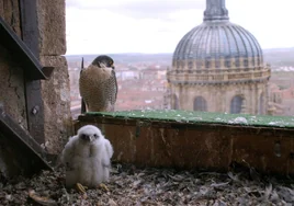 Burgos  reintroduce el halcón peregrino con polluelos en nidales