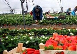Sánchez alerta del «riesgo» para agricultores de la ley de regadíos y Moreno rechaza su «demagogia» con Doñana