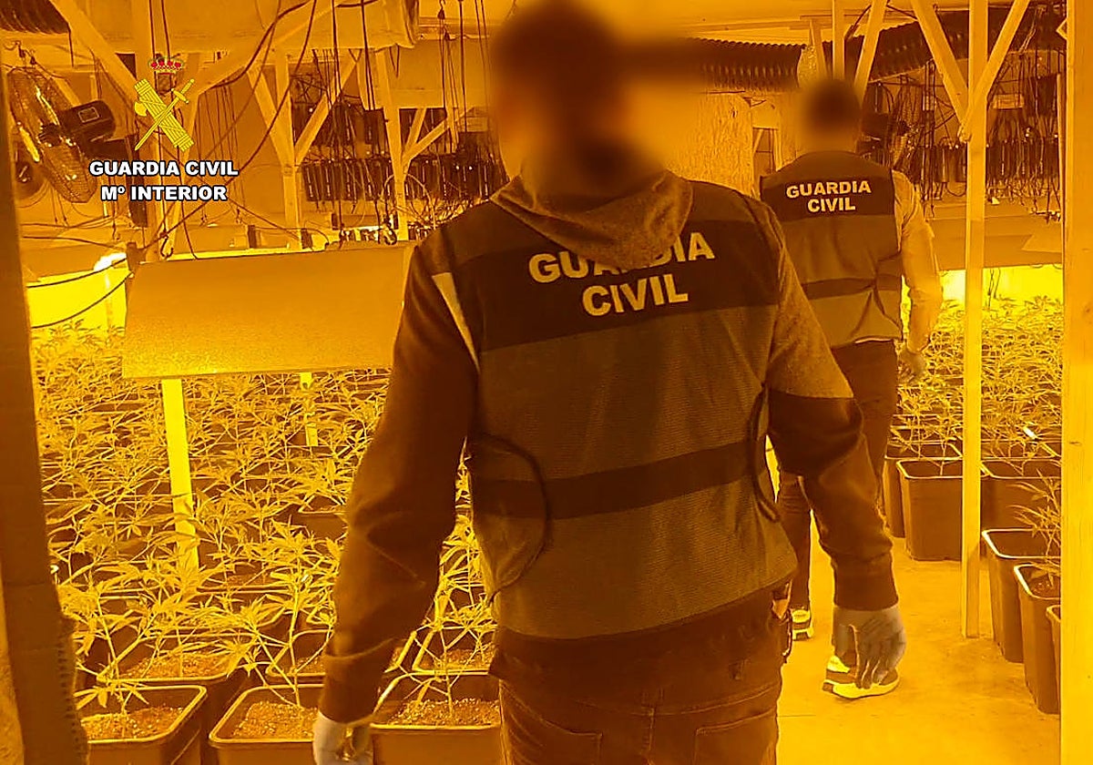 Imagen de la Guardia Civil adentrándose en la plantación de marihuana intervenida