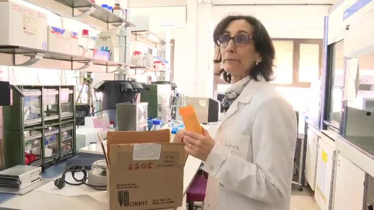 Los proyectos científicos que tratan de hacer compatible la agricultura y la sequía