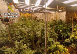 Cinco detenidos en Torrejón del Rey y Uceda con 900 plantas de marihuana
