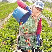 Monedero y Garzón tienen vínculos con el lobby antifresa