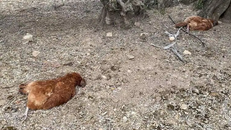 La Guardia Civil investiga la muerte de 15 gallinas presuntamente violadas en un pueblo de Jaén