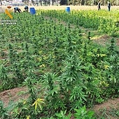 Dos detenidos por una plantación de marihuana desmantelada con 5.350 plantas en Girona