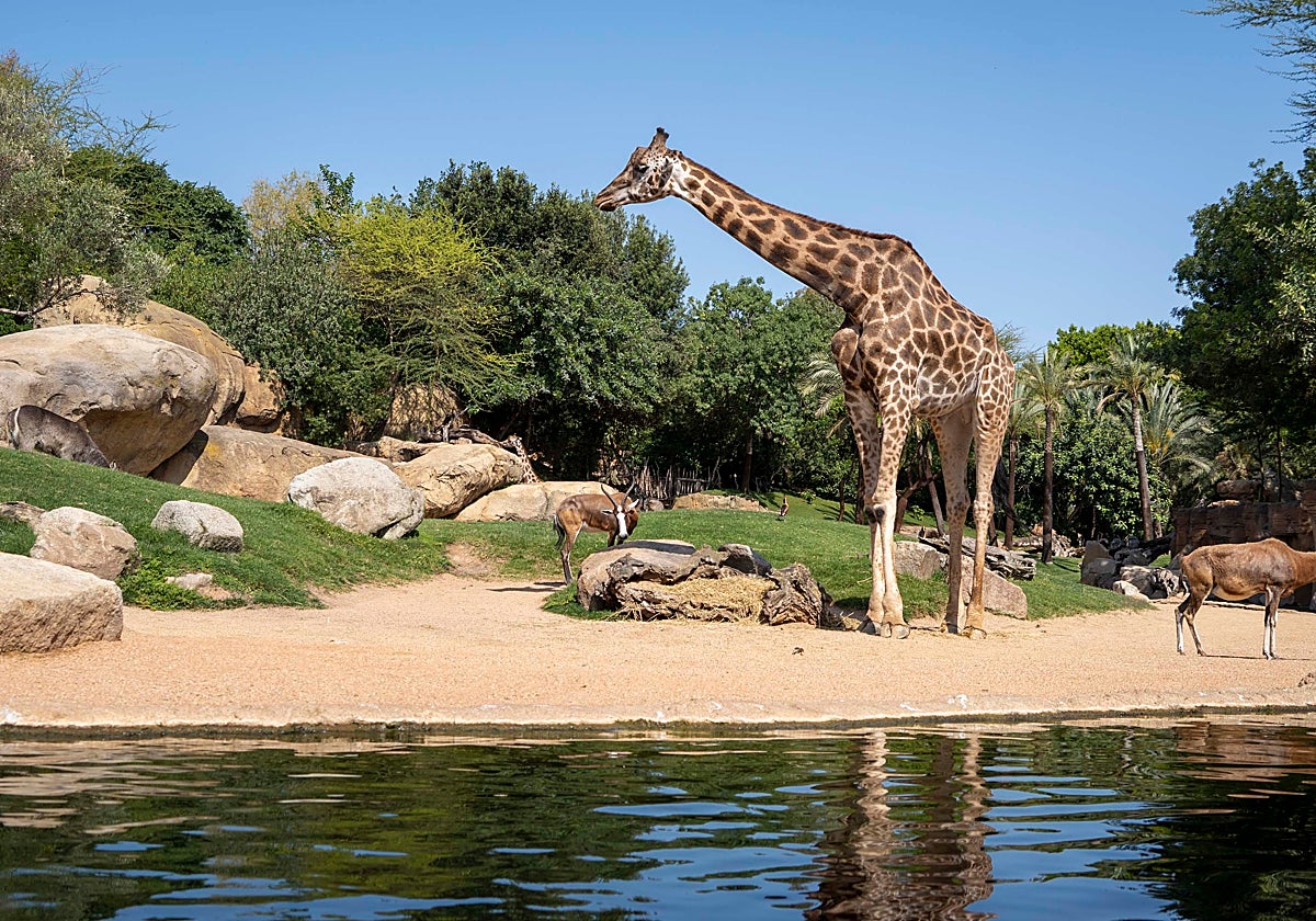 Jirafas y antílopes en la sabana africana de Bioparc Valencia