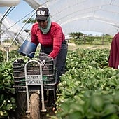 El 100% de las fresas y frutos rojos exportados a Alemania cuentan con la certificación que exigen los supermercados del país