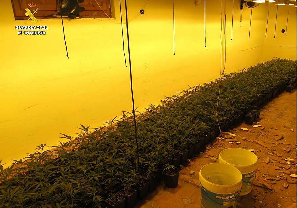 Imagen de la plantación de marihuana incautada por la Guardia Civil en Villena