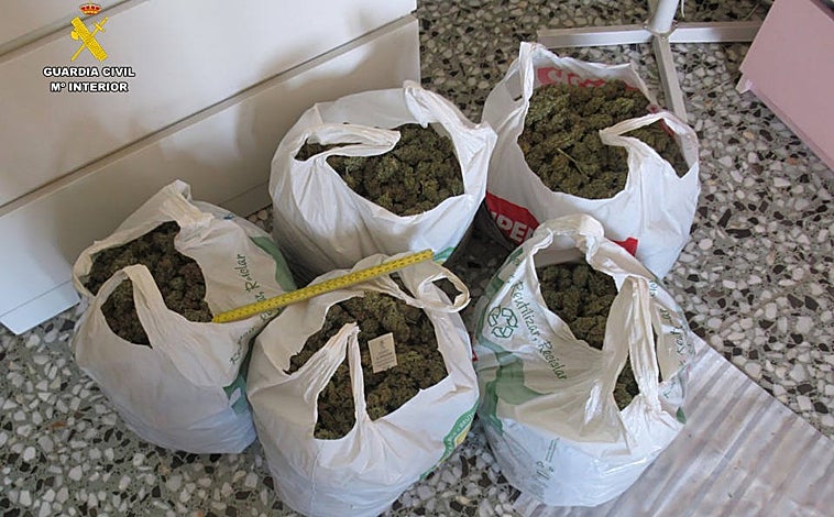 Imagen principal - Imágenes de la marihuana y el resto de objetos incautados por la Guardia Civil