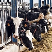 La Junta dará hasta 450 euros por ejemplar de ganado sacrificado para erradicar enfermedades