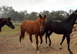 Encuentran en una finca de San Rafael (Segovia) cinco caballos robados a punta de pistola en Murcia
