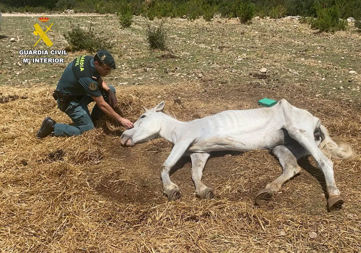 Investigan a dos personas por maltrato animal al encontrar en una finca en  Roquetes un caballo agonizando