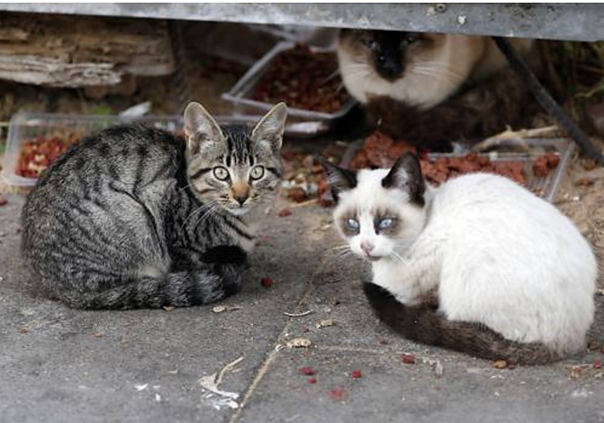 Imagen de archivo de dos gatos callejeros