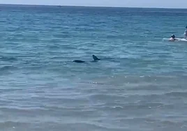 Un tiburón de dos metros sorprende a un grupo de bañistas en una playa de Orihuela