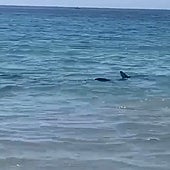 Un tiburón de dos metros sorprende a un grupo de bañistas en una playa de Orihuela