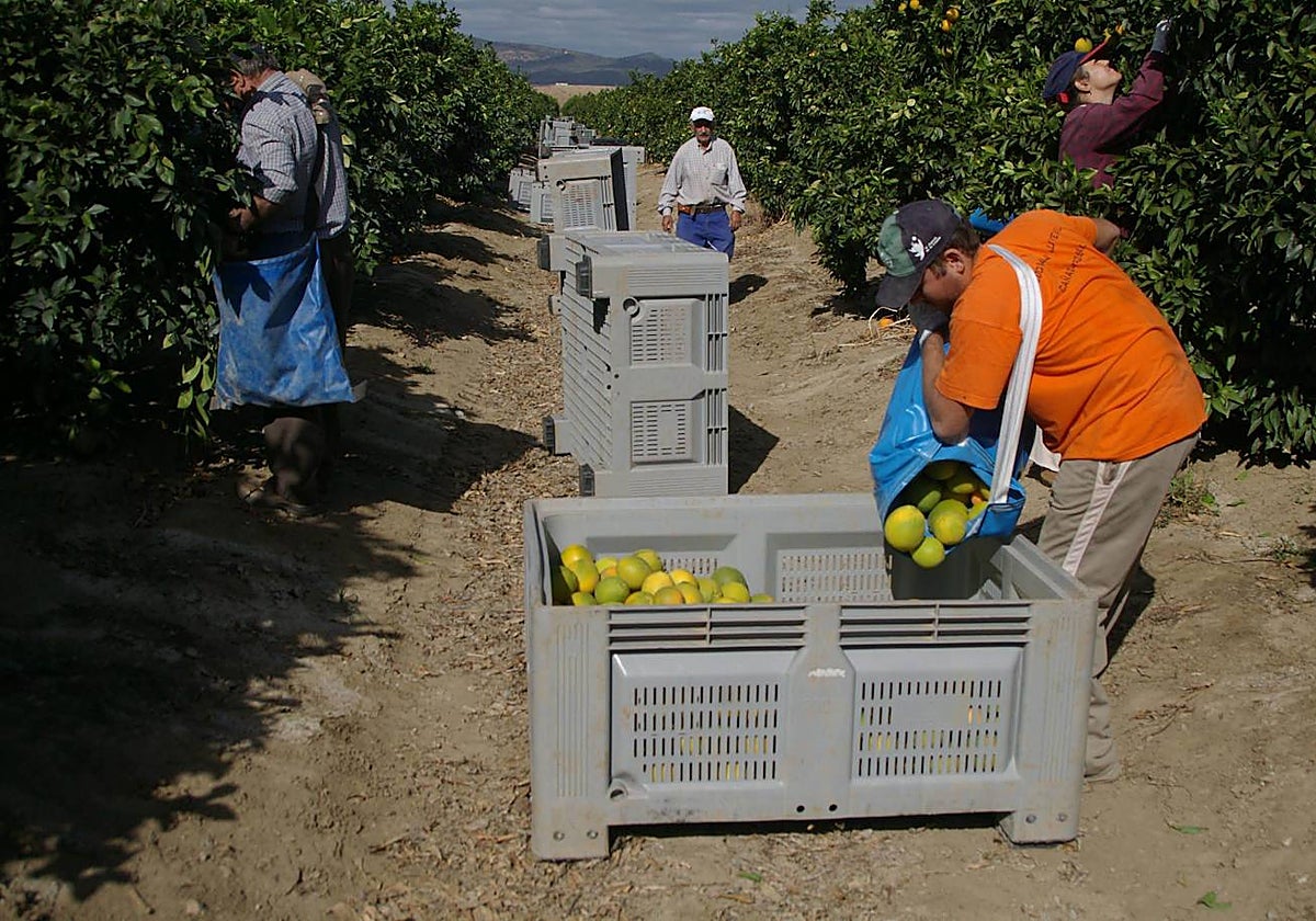 Recogida de naranjas en el Valle del Guadalquivir