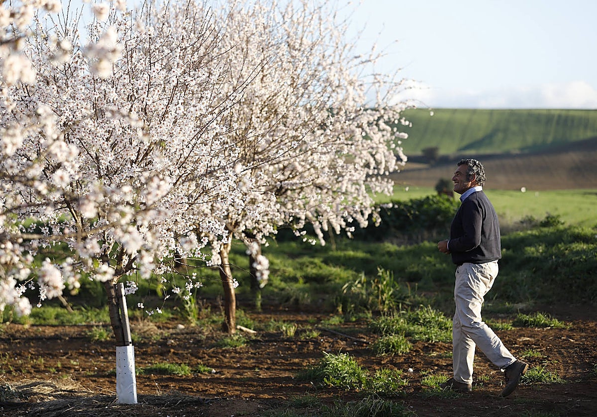 Almendros en la provincia de Córdoba
