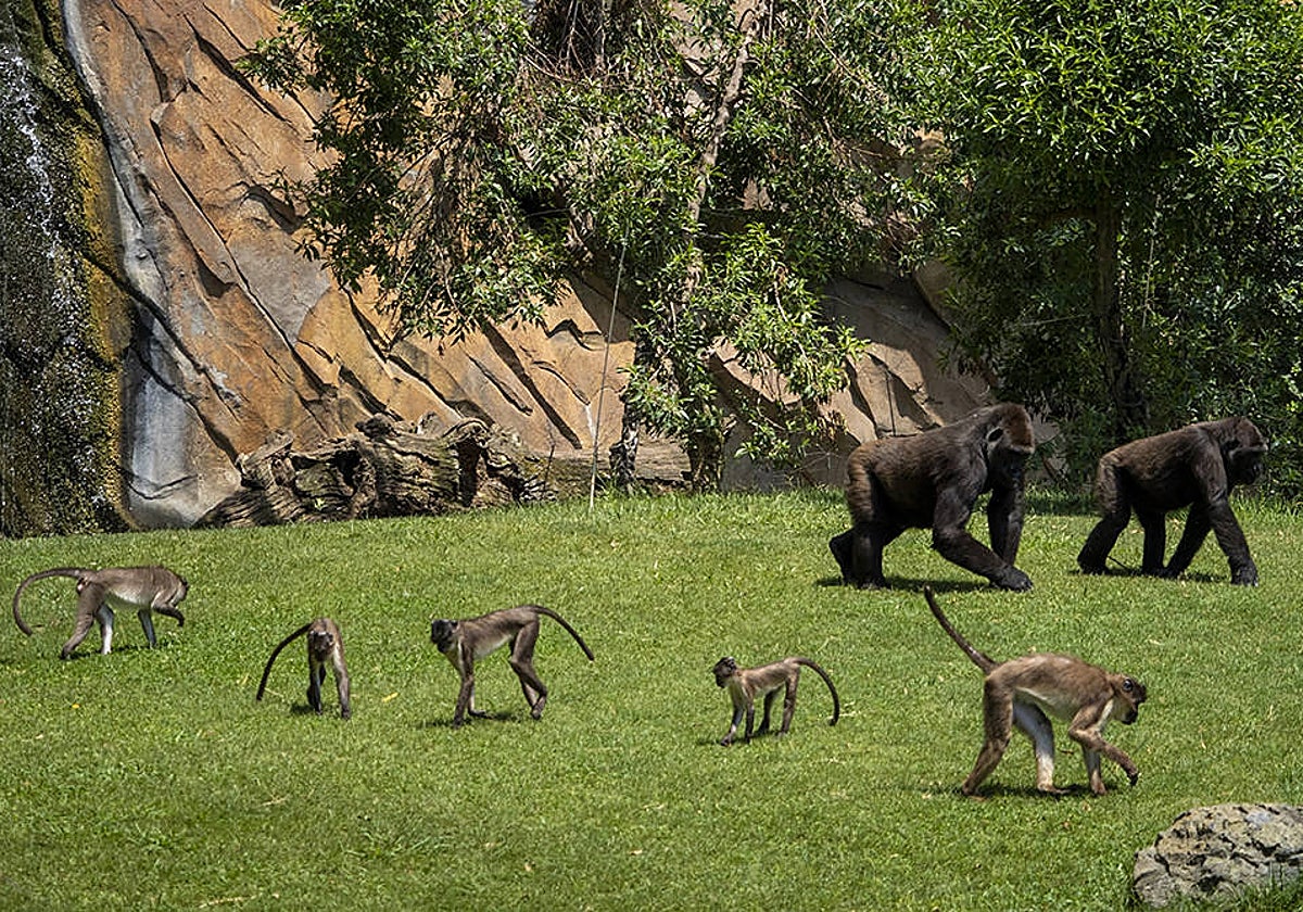 Imagen de una pareja de gorilas y un grupo de mangabeys en Bioparc Valencia