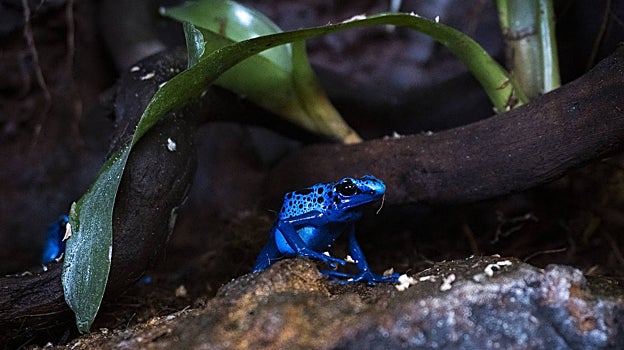 Imagen de una rana de veneno azul