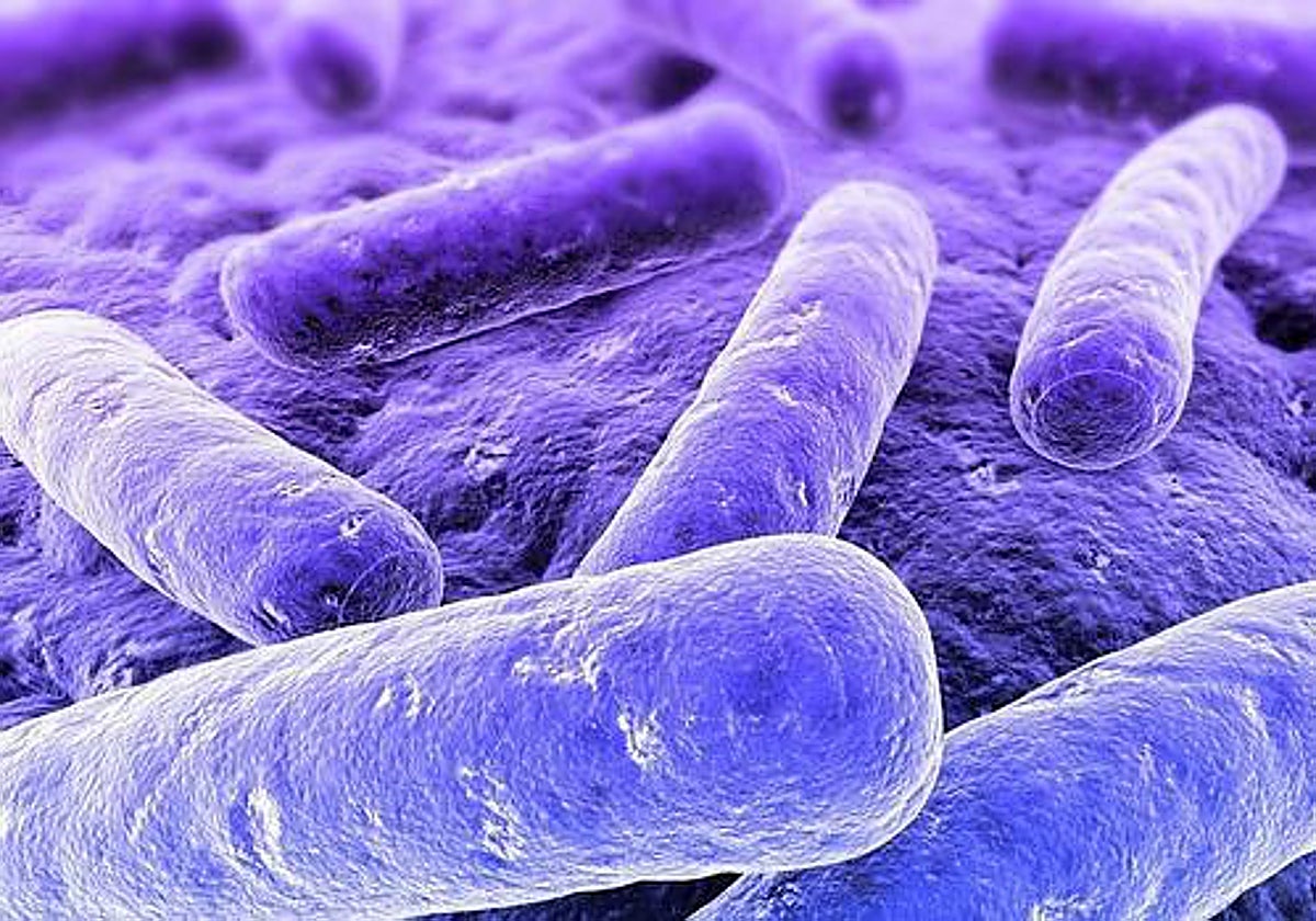 La klebsiella, vista a través del microscopio