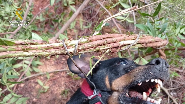 La Guardia Civil investiga a un hombre por matar a un perro doméstico con cuatro trampas en Valencia