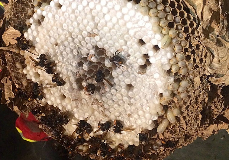 Nido de avispa asiática