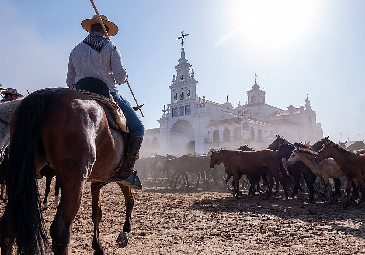 Como cada 26 de junio, Almonte ha celebrado su tradicional 'Saca de las Yeguas'