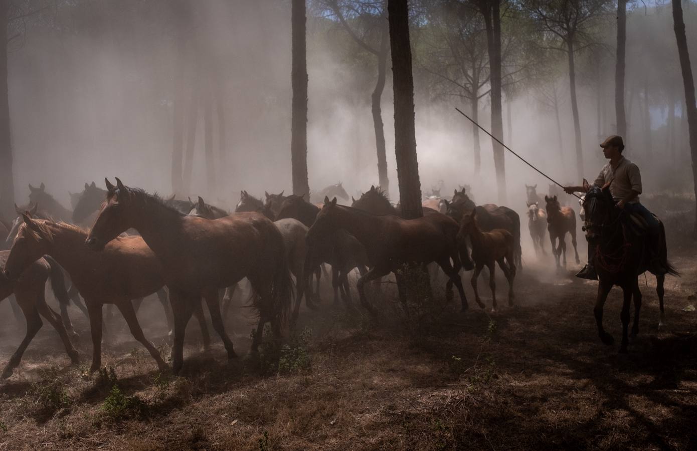 Como cada 26 de junio, Almonte ha celebrado su tradicional 'Saca de las Yeguas'