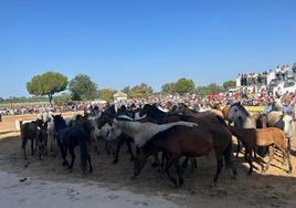 La Saca de las Yeguas de Almonte, un espectáculo que recupera la esencia de Doñana