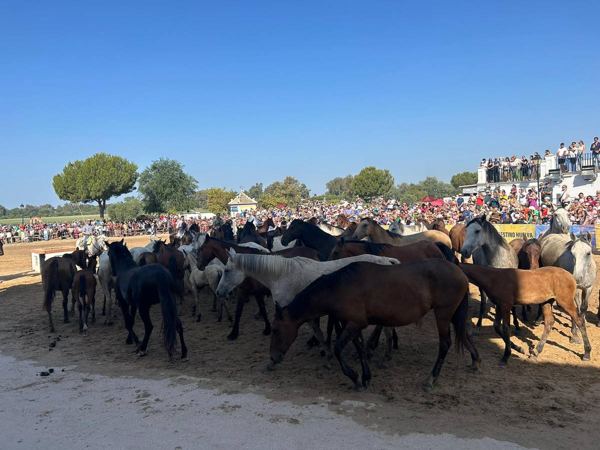Como cada 26 de junio, Almonte ha celebrado su tradicional 'Saca de las Yeguas'