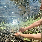 El galápago europeo vuelve (con ayuda) para quedarse en las lagunas madrileñas