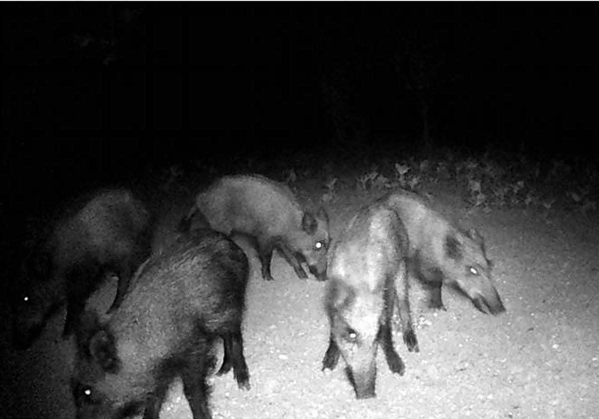 Una manada de jabalíes captada de noche durante la pandemia del coronavirus