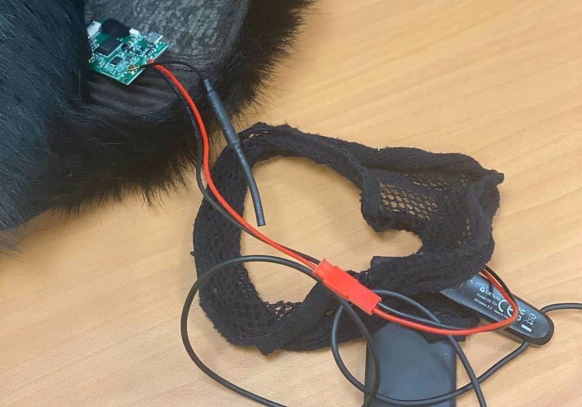 La peluca incautada por la Guardia Civil en un examen para la obteción del permiso de conducir