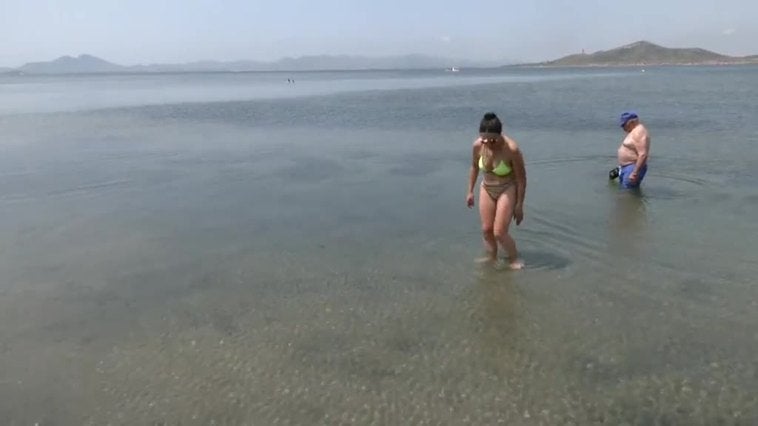 Proliferación de medusas 'huevo frito' en el Mar Menor