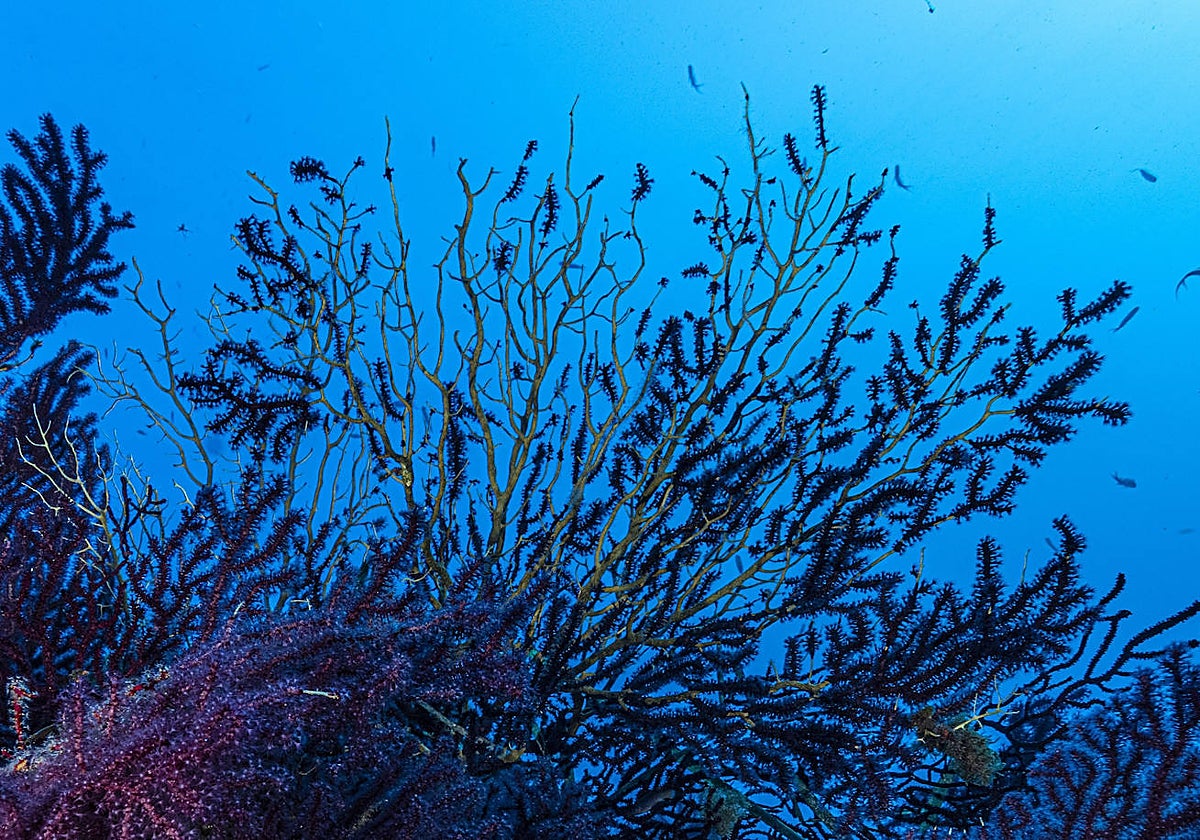 Los bosques de gorgonias, un coral en el Mediterráneo, ha sufrido en los últimos 15 años una mortalidad masiva debido al aumento de la temperatura del mar