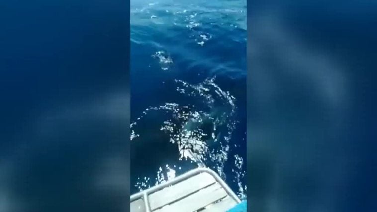 Un pescador de Cádiz no tiene ningún miedo a meterse en el agua con orcas y jugar con ellas