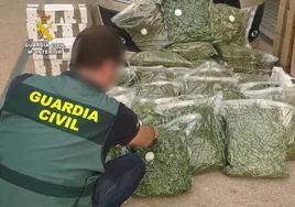 Así ha desmantelado la Guardia Civil una plantación de 287 kilos de marihuana en la comarca valenciana de la Safor