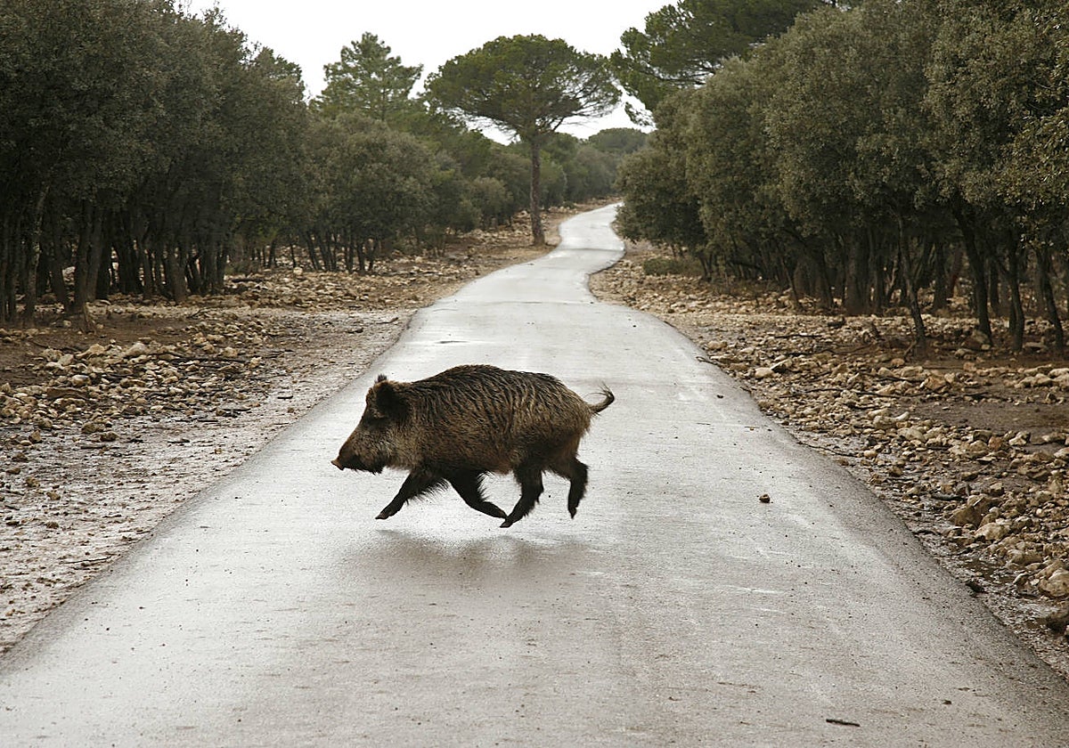 Un jabalí cruza por una carretera de Castilla y León