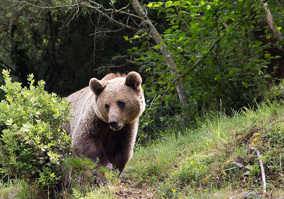 Ejemplar de oso pardo en la Cordillera Cantábrica