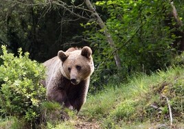 El oso pardo no desperdicia alimentos: la basura urbana se cuela en su dieta