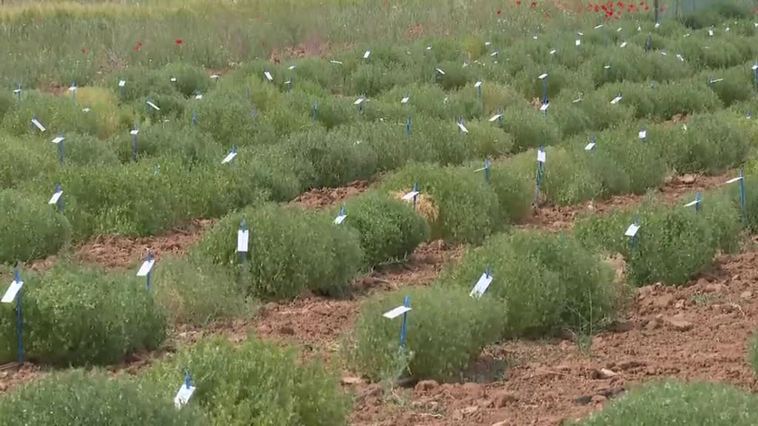 Ingenieros agrónomos españoles buscan la "planta anti sequía"