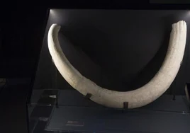 El elefante prehistórico enterrado en un solar de Villaverde Bajo